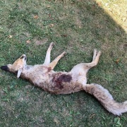 Eskişehir'de Tilki Vahşeti