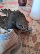 Eskişehir'deki Yaralı Ebabil Kuşunun Kurtuluş Hikayesi