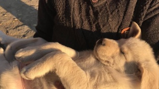 Evcil Hayvanları Yaz Sıcaklarından Koruma Yolları