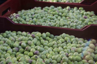 Fethiye ve Seydikemer’de Zeytin Hasadı: Bereketli Bir Sezon