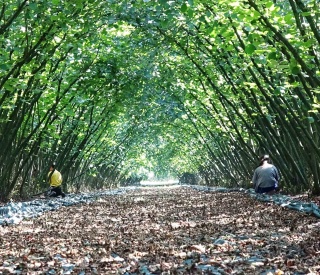 Fındık Üretiminde Hasat Filesi Desteği ile Kırsal Kalkınmaya Katkı
