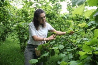 Fındık Yaprağı Sarması: Geleneksel Bir Lezzetin Kanserle Mücadelesi