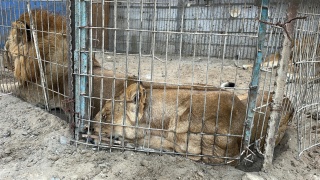 Gazze'nin Hayvanat Bahçesinde Hayatta Kalma Mücadelesi