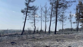Gelibolu'da Kontrol Altına Alınan Orman Yangını