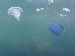 Gemlik Körfezi'nde Denizanası Şoku