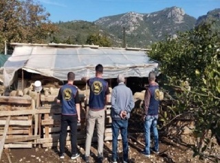 Germencik'te Çalınan Hayvanlar Bulundu ve İki Şüpheli Yakalandı