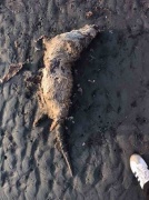 Gökçe Sahilinde Koruma Altında Bulunan Su Samuru Ölü Olarak Bulundu