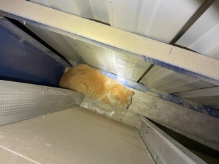 Hatay'da Duvar Arasında Mahsur Kalan Kedi Kurtarıldı