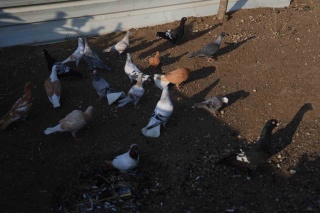 Hatay'da Şaşırtıcı Keşif: Dört Ayaklı Güvercin