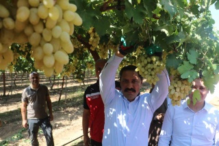 Hatay'ın Üzüm Hasadı Bereketi
