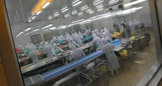 Hokkaido'da Kuş Gribi Salgını: 460 Bin Tavuk İtlaf Edilecek