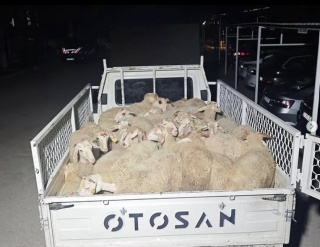 İsparta'da Hayvan Kaçakçılığı Operasyonu