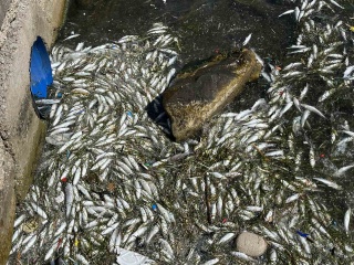 İzmir Körfezi'nde Balık Ölümleri: Kirlilik ve Çözümsüzlük