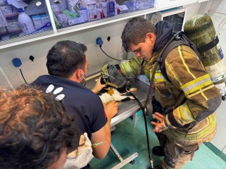 İzmir'de İtfaiyenin Hayvan Kurtarma Operasyonu