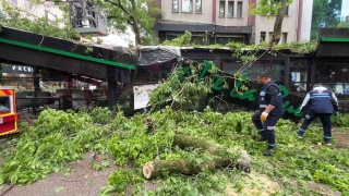 İzmit'te Fırtına ve Yağmur Felaketi: Çınar Ağacı Kafeteryanın Üzerine Düştü