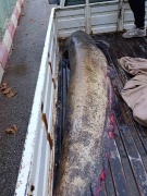 İznik Gölü'nde Yakalanan Dev Yayın Balığı Herkesi Hayrete Düşürdü