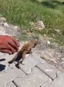 Kahramanmaraş'ta Su Giderine Sıkışan Kedi Kurtarıldı