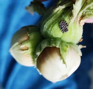 Kahverengi Kokarca ile Mücadelede Kritik Dönem Başlıyor