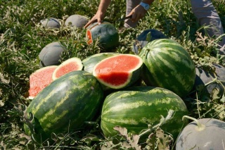 Karacabey Ovası'nda Karpuz Fiyatlarının Düşüşü