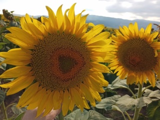 Karadeniz Birlik’ten Ayçiçeği Üreticilerine Müjde