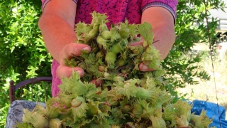 Karadeniz Kıyısında Fındık Bereketi: Talep Yüksek, Üreticiler Umutlu