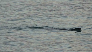 Karadeniz'in Sakin Sularında Su Samurları