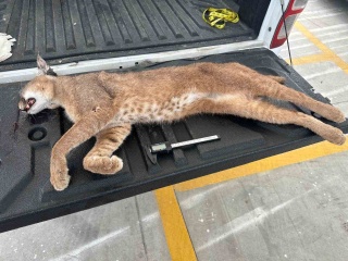 Karakulak Araç Çarpması Sonucu Telef Oldu