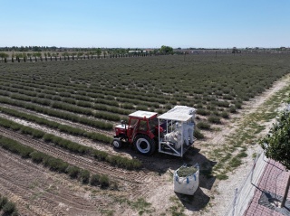 Karatay'ın Lavanta Kokulu Cazibe Merkezi