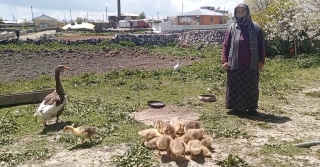 Kars Kazları - Altın Değerinde Bir Besin Kaynağı