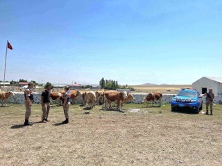 Kars'ta Kayıp Büyükbaş Hayvanlar Bulundu