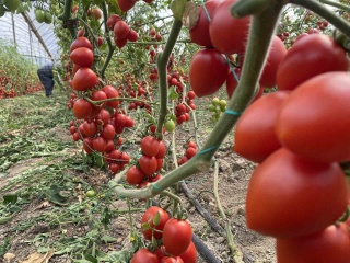 Kasım Ayında Hal Endekslerinde Rekor Değişimler