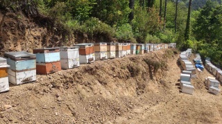 Kastamonu'da Arı Felaketi: 1 Milyona Yakın Arı Telef Oldu