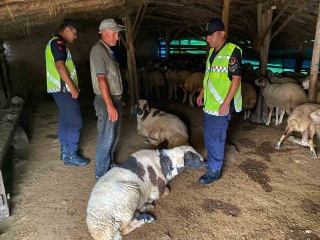 Kayıp Küçükbaş Hayvanlar Kaman'da Bulundu