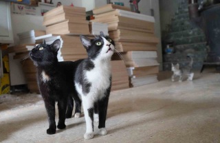 Kedilerin Anne Refleksi ile Hareketi Sosyal Medyada Olay Oldu