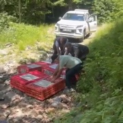 Kene ile Mücadelede Kekliklerin Gücü