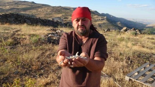 Kenger Sakızı: Altın Değerindeki Doğal Mucize