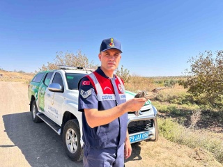 Kilis’te Bulunan Yaralı Balaban Kuşu Koruma Altında