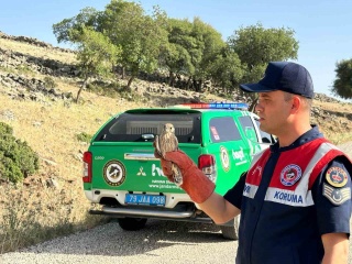 Kilis'te Yaralı Kerkenez Kuşu Koruma Altına Alındı