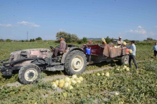 Kırkağaç Kavununda İlk Hasat Heyecanı