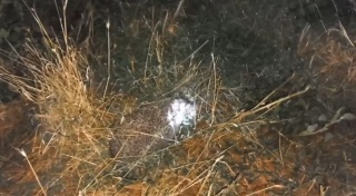 Kirpinin Sıra Dışı Ziyafeti