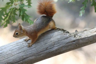 Kızıl Sincap ile Eğlenceli Piknik Anları