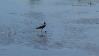 Kızılırmak Nehrindeki Nadir Ziyaretçi: Karaleylek