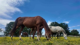 Kocaeli'nin Gizli Hazinesi: Yarış Atları