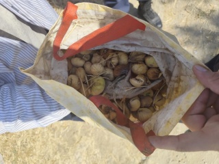 Koçarlı'da İncir Hırsızlığı