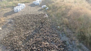 Koçboynuzlarının Sivas Bıçağına Dönüşüm Yolculuğu