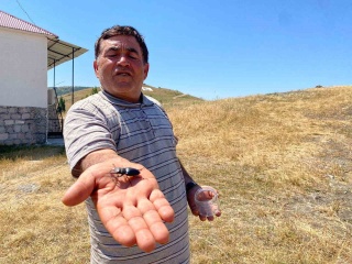 Koruma Altındaki Geyik Böceği Yıldızeli'nde Görüntülendi