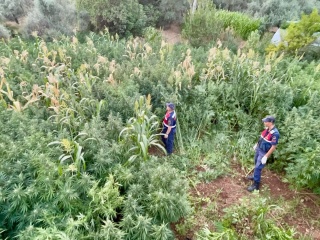 Köyceğiz'de Kenevir Operasyonu: Mısır Tarlası Görünümlü Uyuşturucu Üretim Merkezi