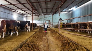 Köydeki Kadın Girişimci: 100 Büyükbaş Kurbanlık Hayvan Yetiştiriyor