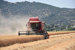 Kuraklık Tehdidi: Üreticilere Silaj Uyarısı