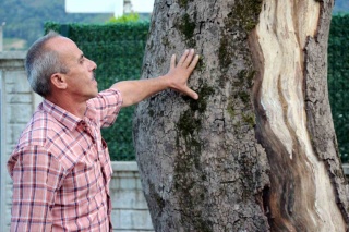 Kuruyan Asırlık Çınarlar: Akyazı Halkı Çözüm Bekliyor